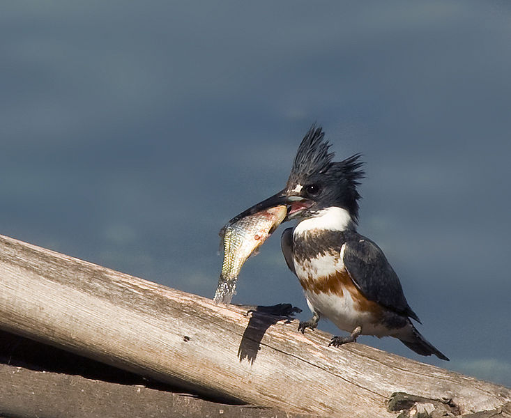 Facts about the Belted Kingfisher