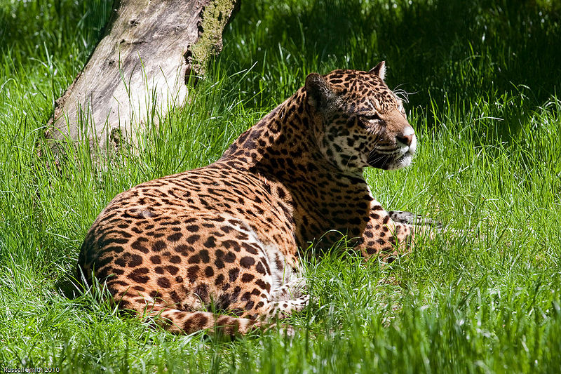 Jaguar Animal Facts. animals such as the Jaguar