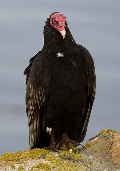 Turkey Vulture Facts | Wild