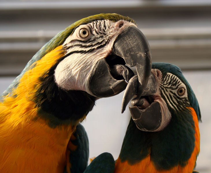 Macaws+facts