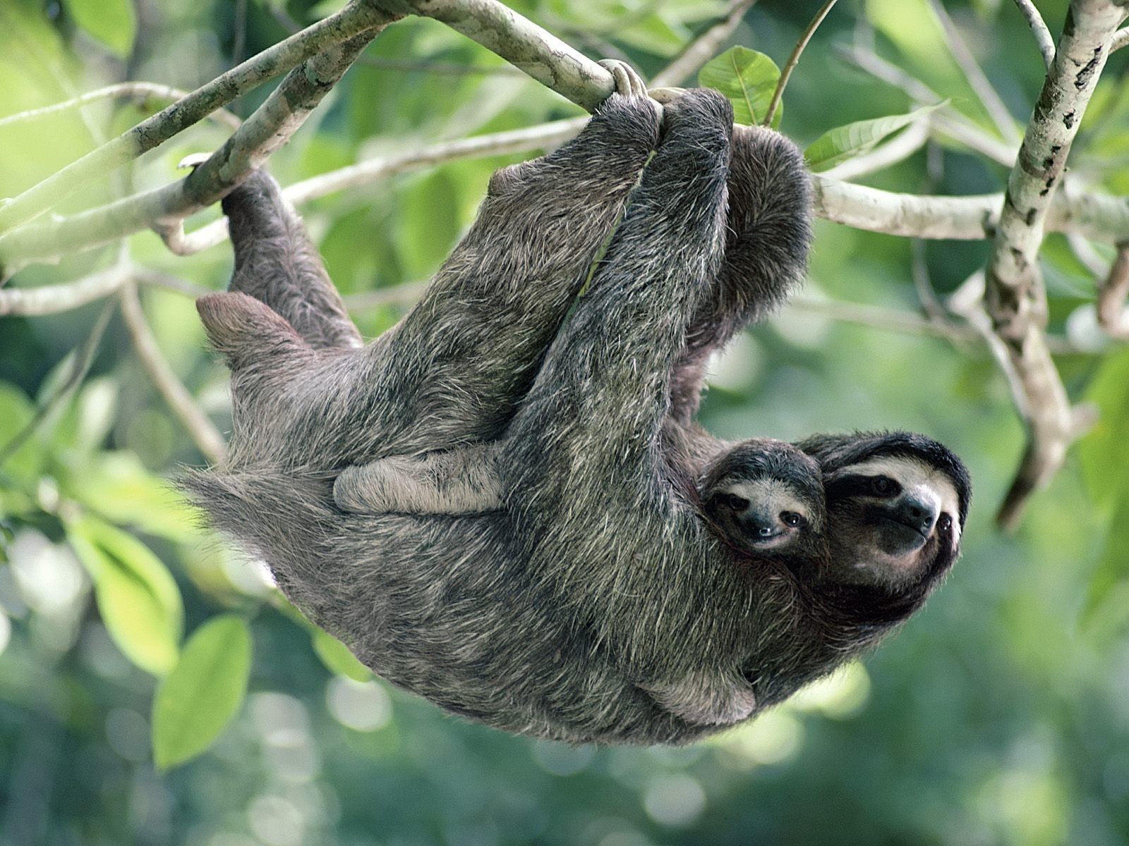 Three-Toed Sloth Facts