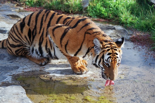 http://www.wild-facts.com/wp-content/uploads/2011/05/Panthera_tigris_amoyensis.jpg