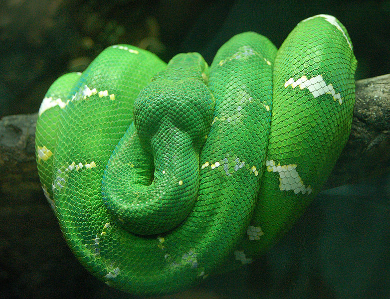 king boa snake