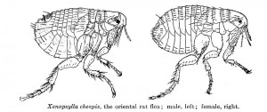 Oriental Rat Flea Facts