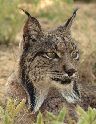 spanish lynx facts