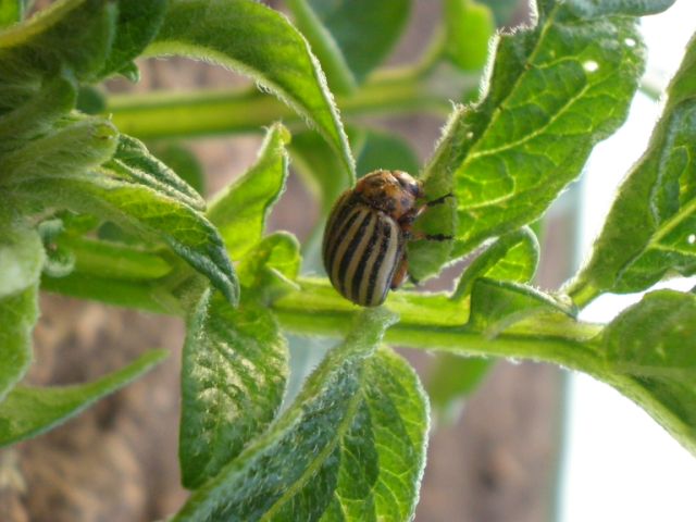 Colorado Potato Beetle
