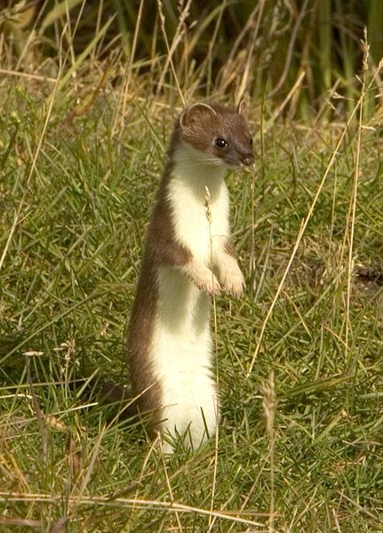 Ermine | Stoat Facts
