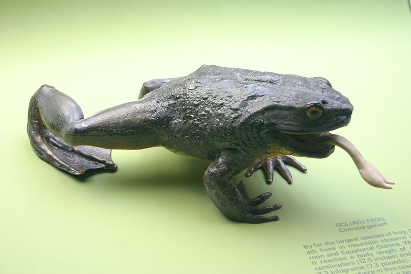 Goliath Frog - Worlds Largest Frog