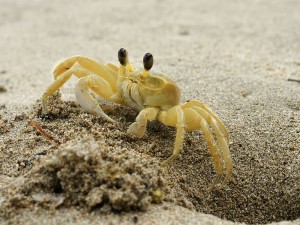 Snow Crab | Sand Crab