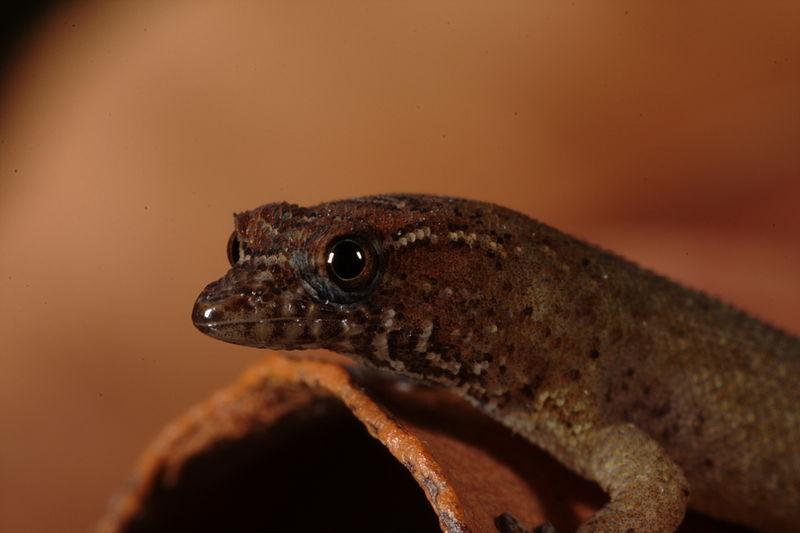 Worlds Smallest Reptile - Virgin Islands Dwarf Sphaero