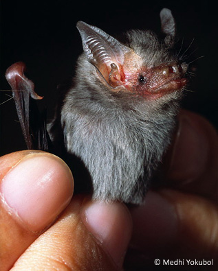 Bumblebee Bat - Worlds Smallest Mammal