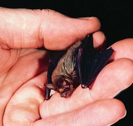 Worlds Smallest Mammal - Bumblebee Bat