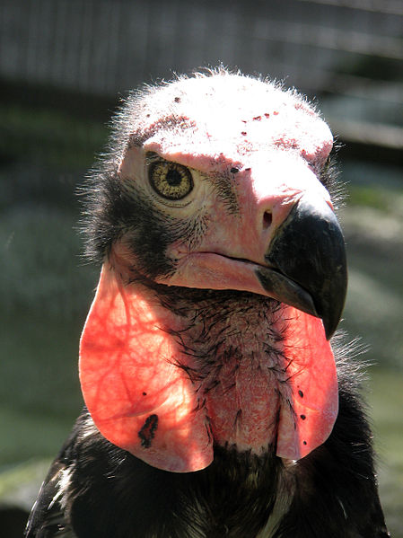 Red-Headed Vulture