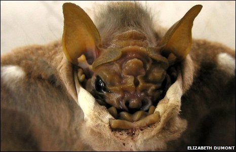 Wrinkle Faced Bat