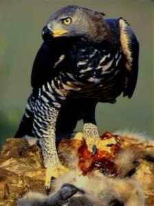 Crowned Hawk-Eagle