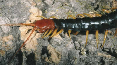 Giant Desert Centipede | Giant Red-Headed Centipede