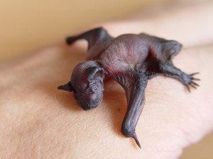 Common Pipistrelle Baby
