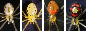 Happy Face Spiders