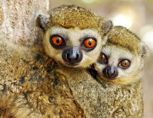 Wooly Lemur Facts