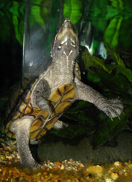 Stinkpot Turtle