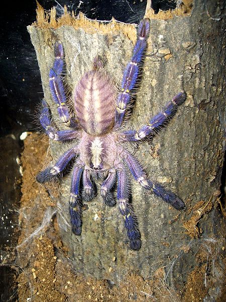 Gooty Sapphire Ornamental Tree Spider
