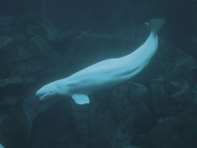 Beluga Whale | White Whale