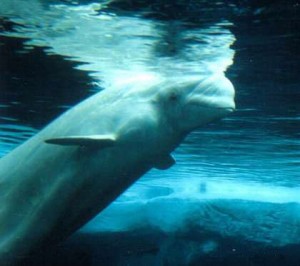 White Whale | Beluga Whale