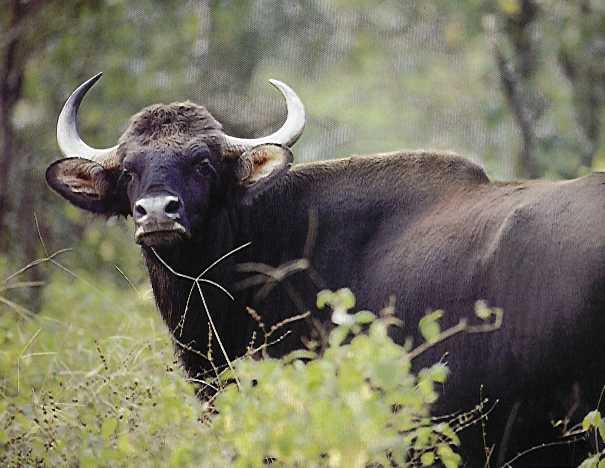 Gaur | Indian Bison