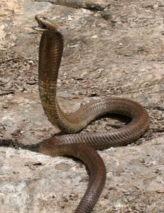 Giant Spitting Cobra