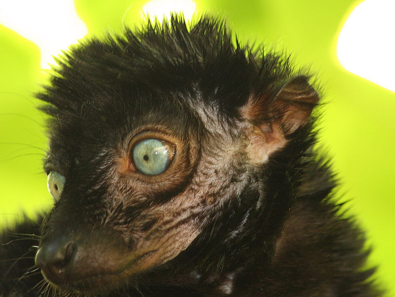 Blue-Eyed Black Lemur