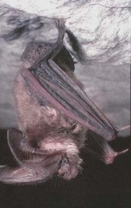 Ozark Big-Eared Bat