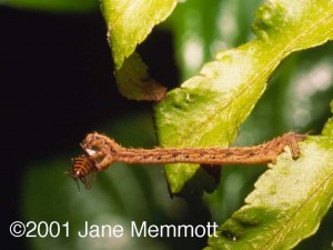 Predatory Hawaiian Caterpillar