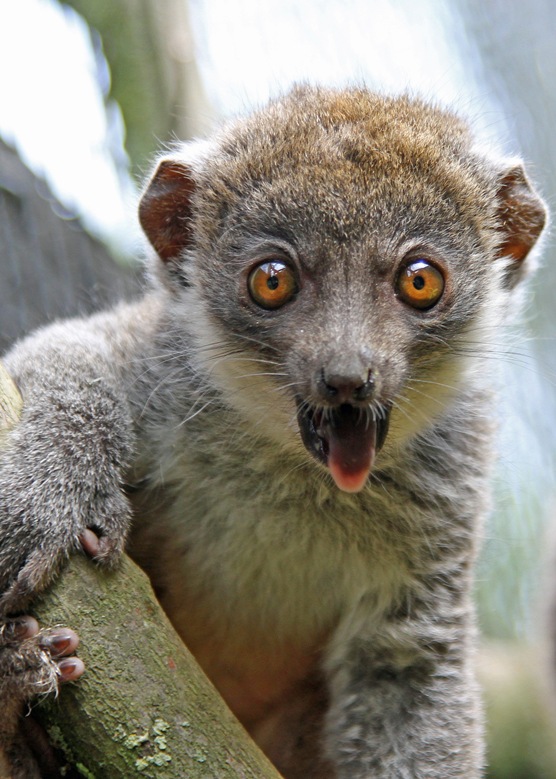 Mongoose Lemur | Lemurs of Madagascar