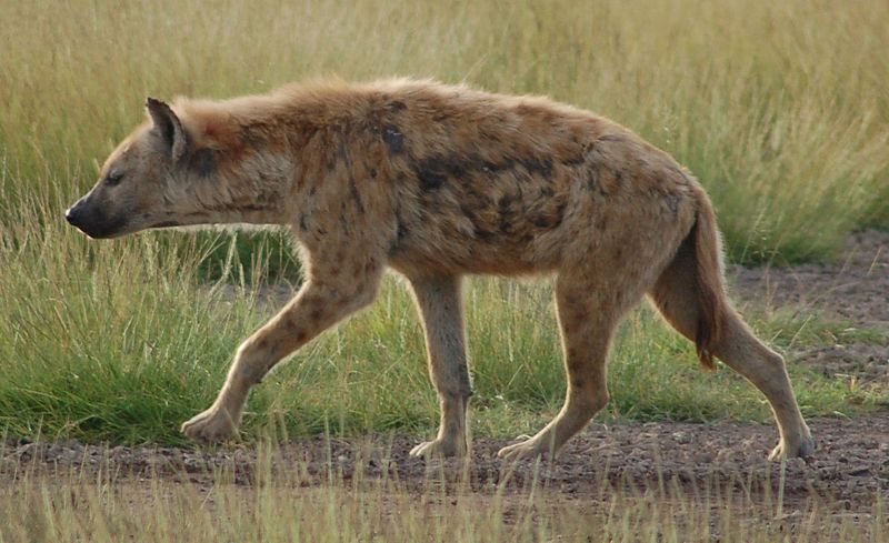 Spotted Hyena | Laughing Hyena