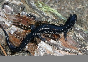Blue-Spotted Salamander | Slimy Salamander