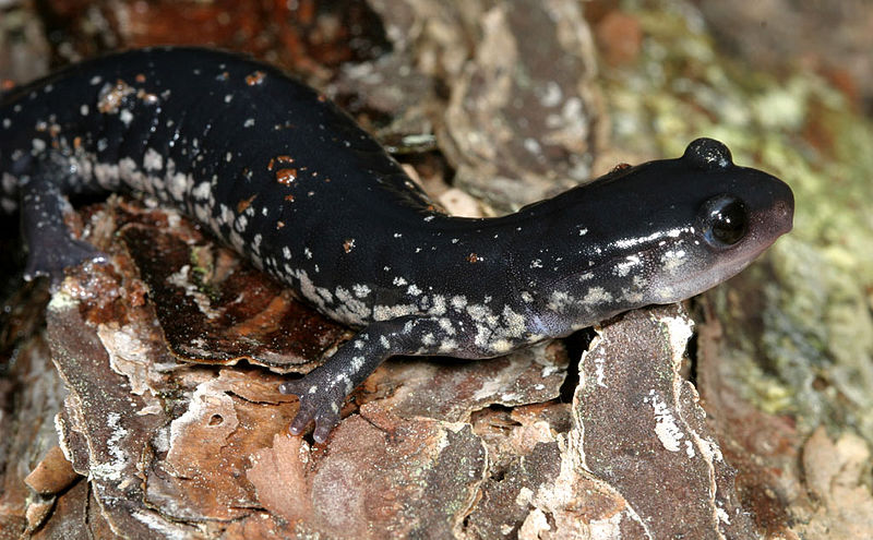 Slimy Salamander | Sticky Salamander