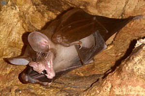 Spectral Bat | False Vampire Bat