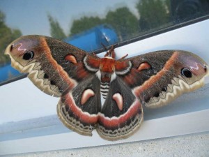 Cercopia Moth