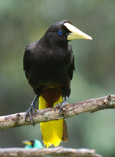 Crested Oropendola Facts