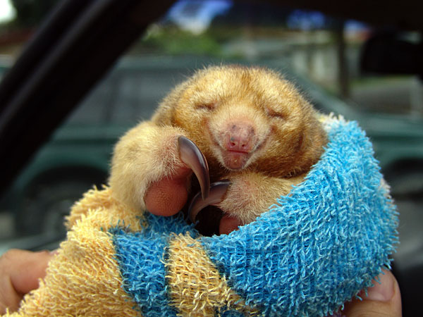 Top 10 Cutest Animals | Silky Anteater