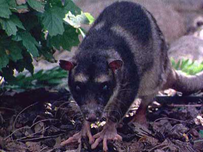 Yapok | Water Opossum