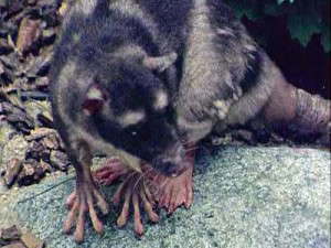 Water Opossum | Yapok