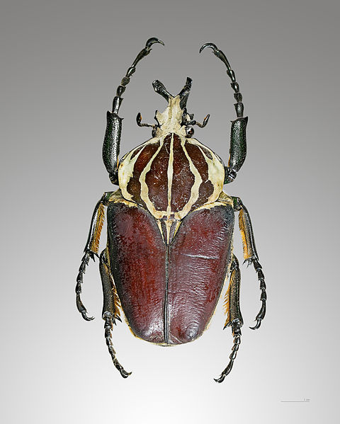 Largest Beetle in the World - Goliath Beetle