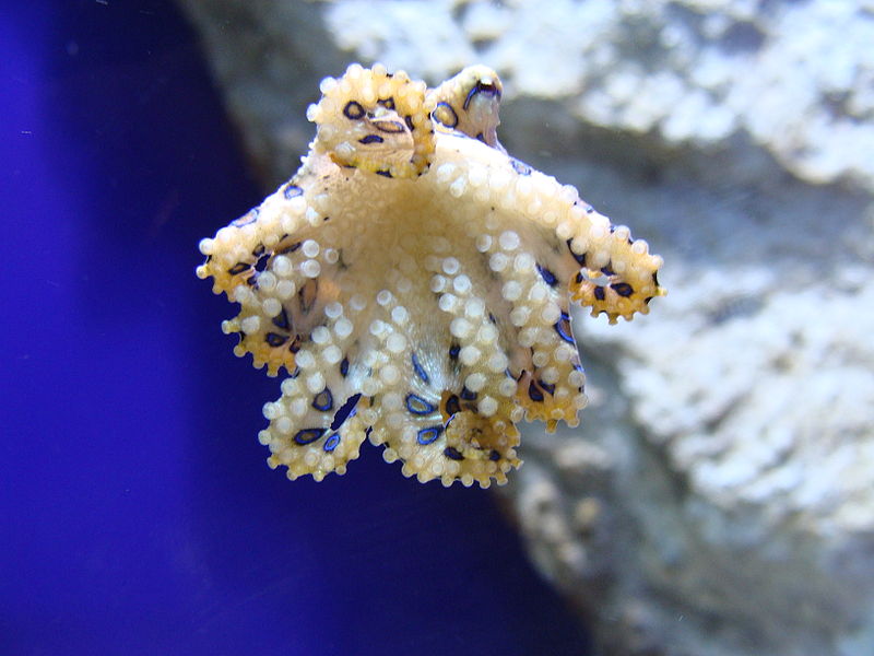 Blue Ringed Octopus - Top 10 Venomous Sea Creatures