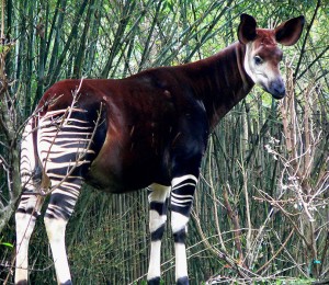 Half Giraffe, Half Zebra - All Okapi