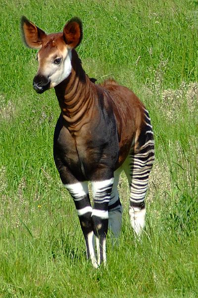 Okapi - Half Giraffe, Half Zebra