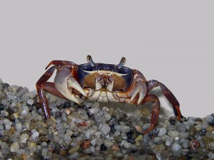 Rainbow Crab | Soapdish Crab