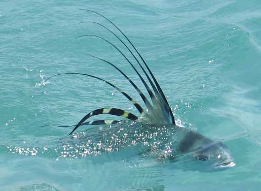 Tips for Catching the Rooster Fish