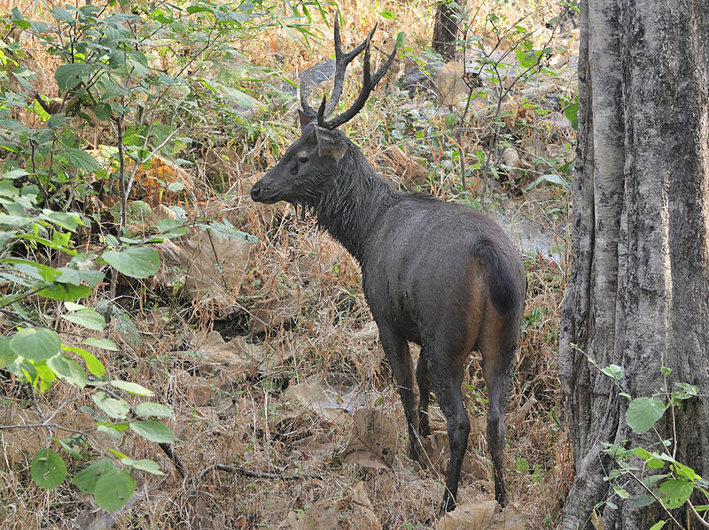 Sambar | Large Deer Species