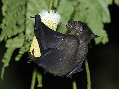 Cave Nectar Bat | Dawn Bat